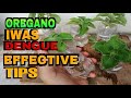 Anti Dengue Oregano Effective Tips para pantaboy sa lamok Iwas lamok sa bahay kontra dengue Natural