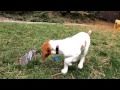 11  week old Brittany Spaniel pointing a grouse wing の動画、YouTube動画。