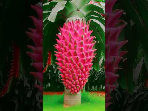 The best way to grow dragon fruit is to get strange fruits #shorts #short
