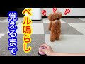 【チーン♪】犬のベル鳴らし芸の練習。1日かからず出来るように♪「トイプードルのコロン」