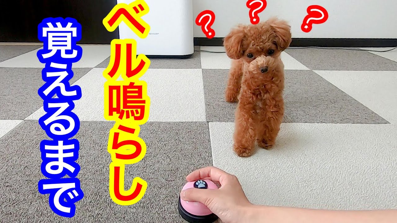 チーン 犬のベル鳴らし芸の練習 1日かからず出来るように トイプードルのコロン Youtube