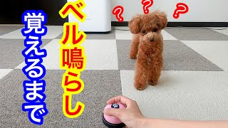 【チーン♪】犬のベル鳴らし芸の練習。1日かからず出来るように♪「トイプードルのコロン」