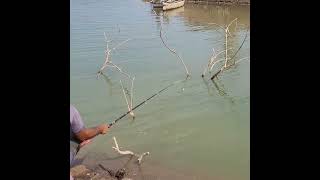 BIG TILAPIA FISHING IN RIVER Amazing fishing video