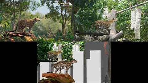 Leopard Animation Shot Done by Prasad Hublikar in Creature Animation Workshop