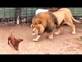 They Let a Dog in a Lion's Cage. What Happened Then Shocked Everyone