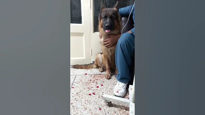 Dog with severe nose bleeding 😢 | Shorts | YouTube Shorts | - DayDayNews