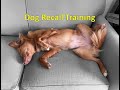 Dog recall training  teaching your puppy to come when called  toller edition
