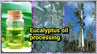 HOW TO EUCALYPTUS OIL PROCESSING, WONDERFUL MEDICINE FOR HUMAN(தைல மரம் (Eucalyptus,)