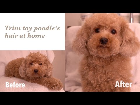 Toy Pudel Grooming | Hur man trimmar en leksakspudels ansikte med en sax