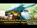 Beautiful relaxing music peaceful soothing instrumental music reduce stress bcm bk create music