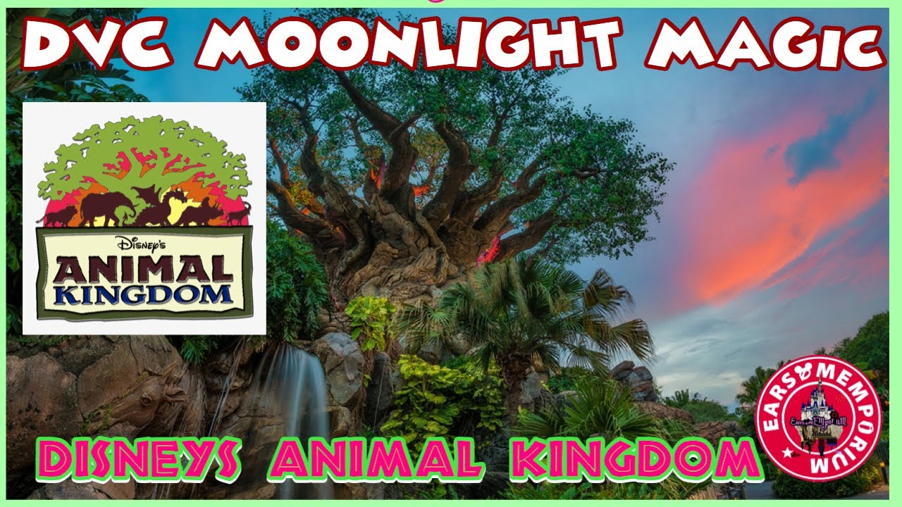 🔴 LIVEDVC Moonlight Magic. Disney’s Animal Kingdom Park. Late Night