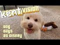 KENTVISION | Things for Dogs to Do At Disney!!!