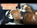 Herky & Milton Travel Vlog | Dogs in Plane | Cavalier King Charles Emotional Support Pet