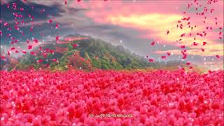 中国民歌《映山红- Rhododendron Blossom》Solo Ling Ling