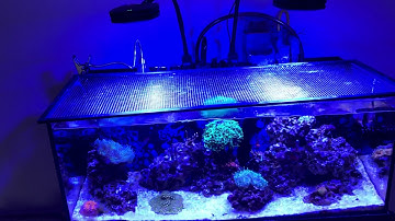 Cobalt Aquatics C-Vue 40 Fluval Evo 13.5 March 2,2019 Update
