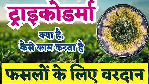 benefits of trichoderma in crop | ट्राइकोडर्मा क्या है? @TechAgriVlogs 