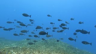 DAY  DIVE | episode 152