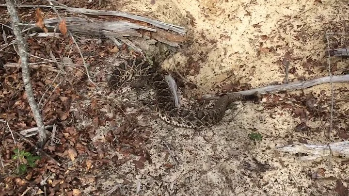 Eastern Diamondback Rattlesnake Backs Down a Gopher Tortoise Burrow