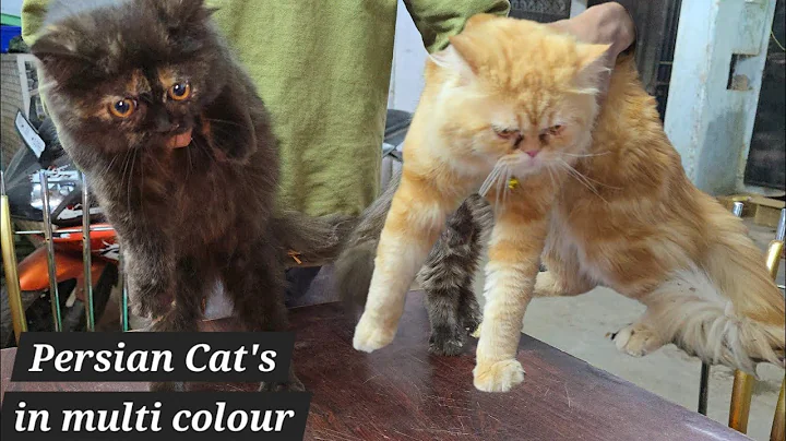 Video 6727311: semi punch persian cat, semi punch face persian, pure persian kitten, pet farms