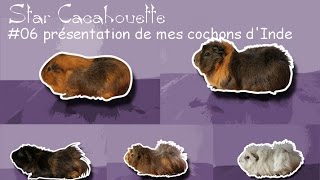 StarCacahouette #06 mes cochons d'Inde