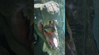 🐟🐠 The underwater world #fish #trending #viral #funnyanimals