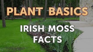 Irish Moss Facts