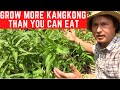 How to grow more kangkong  than you can eat in soil  water spinach