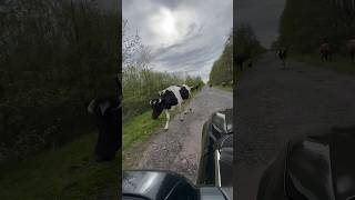 Rural Cows #Cows #Farm #Rural #Cow #Farm