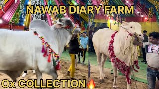 BIGGEST OX COLLECTION😱 FROM || NAWAB DIARY FARM || OPENING CEREMONY🔥|| FOR 2024 .