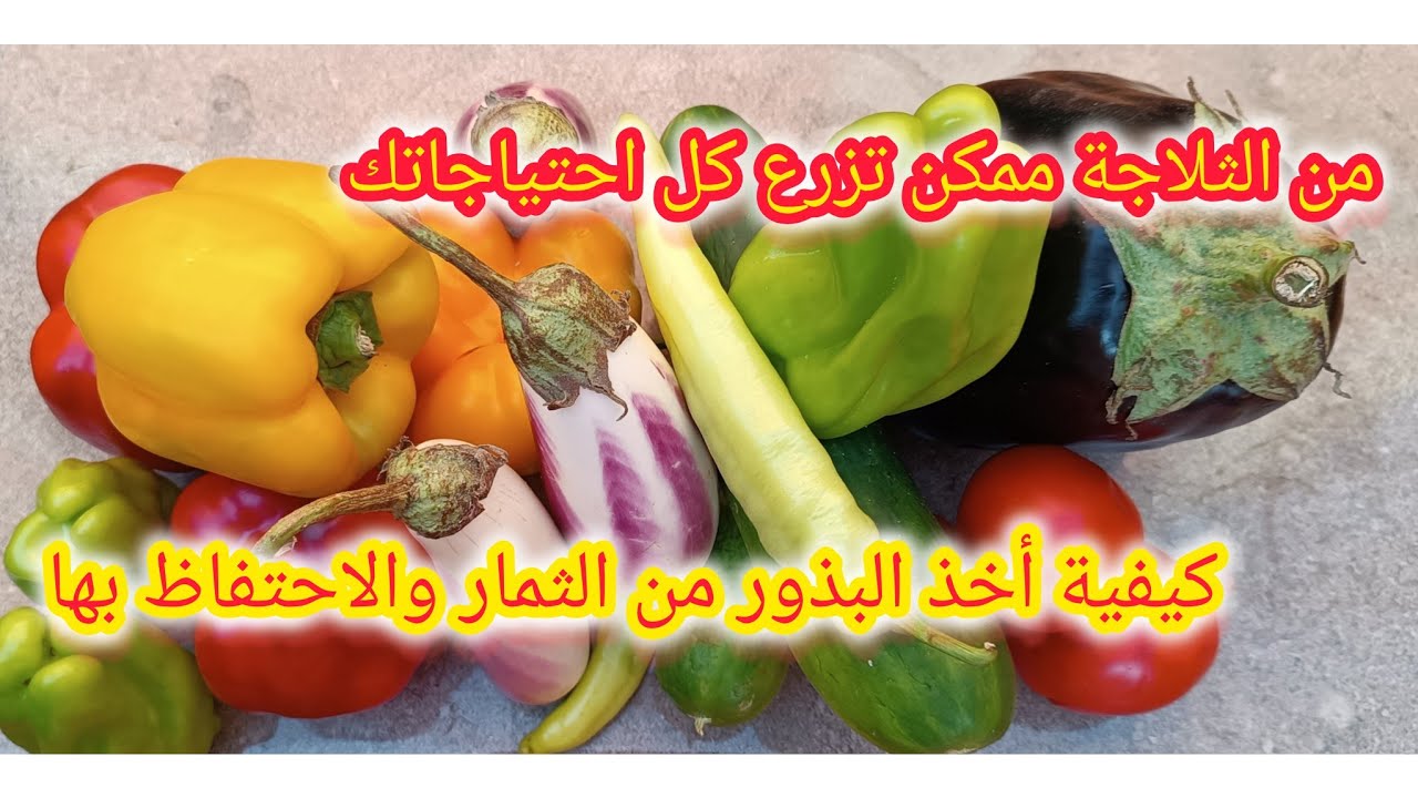 سلسلة استخراج بذور الخضروات ح ١ ( بذور الباذنجان )