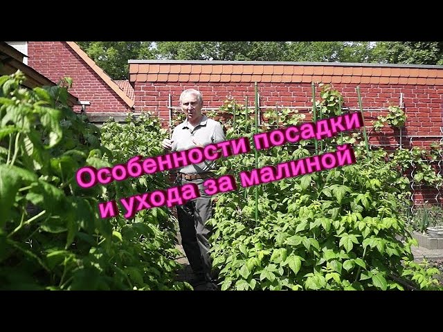 Ремонтантная малина: уход и выращивание | Дача Сегодня Выращивание ремонтантной малины: посадка, уход, обрезка