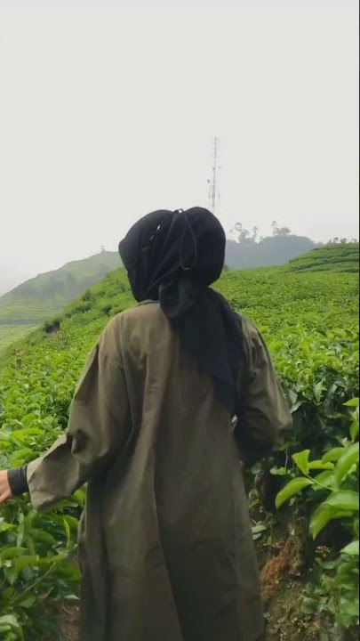 kebun teh terbesar di #bandung ✨ #rancabali #shorts #short #movie