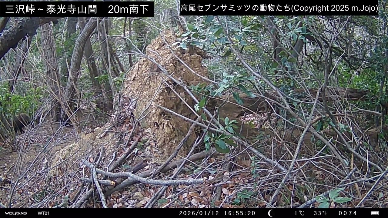 【2026年1月9日～12日】　カケス・ニホンジカ・イノシシ　(三沢峠・泰光寺山間20mほど南下)