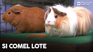 Si Comel Lote | MHI (29 Oktober 2022)