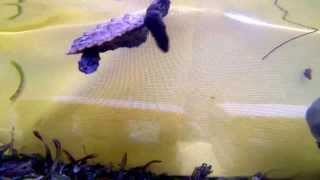 Rescued hawksbill sea turtle feeding on jellyfish (Belize)