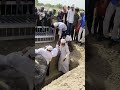 Kabr Ka Khof Na Rakhna Dil Vaha Viral Explorepage Hearttouching Islam Kabr Sarkar Mohammad