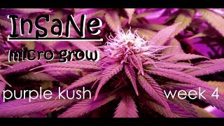 Look at that Frost! - INSANE micro grow - Purple Kush week 14 - Dr.Pedder's Garden of Weeden