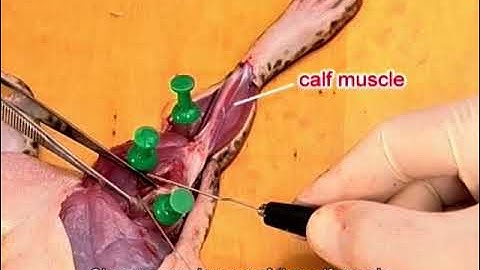 Practical 17.2 Electrical stimulation of a nerve in leg muscle of a pithed frog