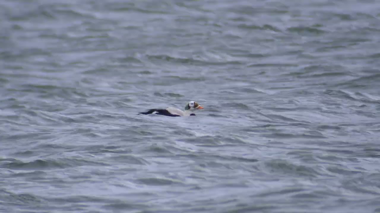 Spectacled Eider on Texel, the Netherlands