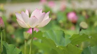 Morelias Waltz  Ernesto Cortazar  Relaxing Piano   Peaceful Piano  Healing 