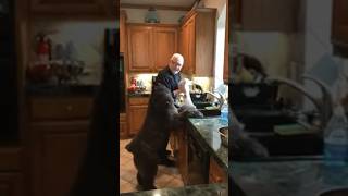 Bouvier Helps With the Dishes #bouvierdesflandres #dogshorts #dogtraining #dogsofinstagram #shorts