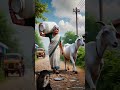 A grandmother had a goat that gave a lot milk 😭 #goat #animals #grandmother