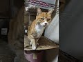 2026 01 09 02 猫動画ショートですニャン ‐ #cat #子ネコ #猫 #catsofyoutube #cats