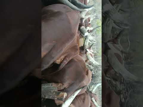 Feya Mayeka Nega Ft Mayikusai 2024