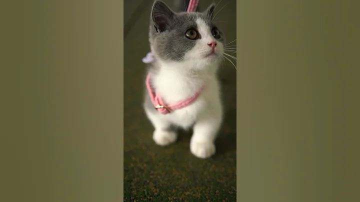 Watch the video about Always in a playful mood #cute #cat #munchkin #catvideos #shorts #shortvideo #beautiful #justforfun