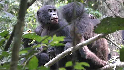 Feeding Behaviors in Wild Bonobos 【Bolingo】