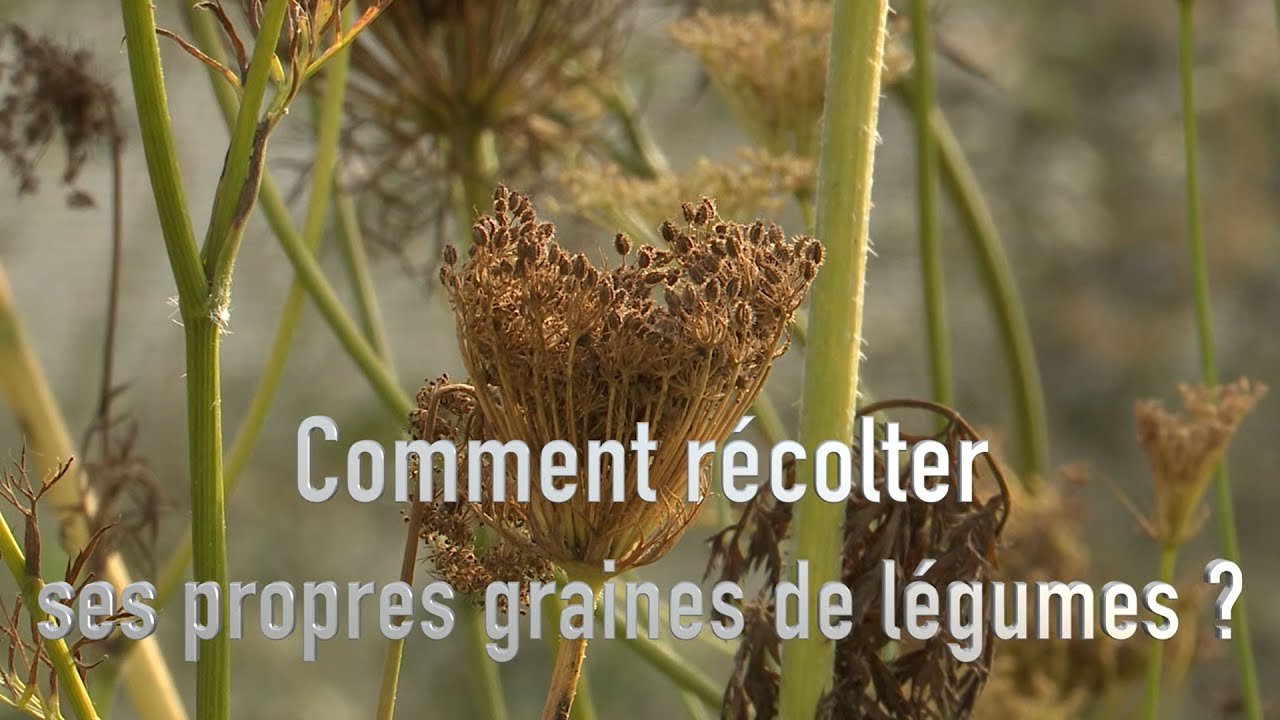 Produire ses graines au potager,  choisir le porte graines