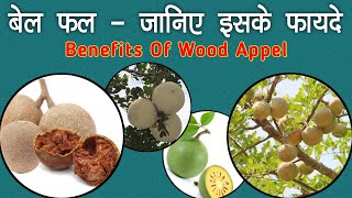 benefits of wood apple in hindi / bel ke fayde / बेल के चोकाने वाले फायदे