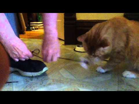 My cat attacks my shoelaces when I try to get dressed