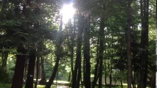 VLOG : Лучики солнца красиво проходят сквозь листья деревьев | Tatyanka555